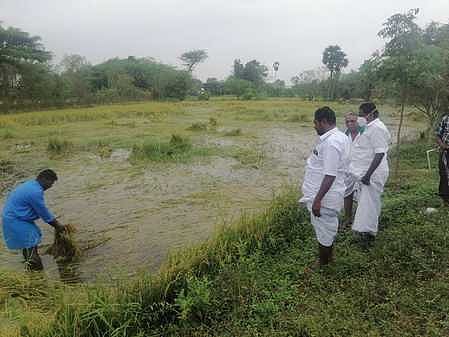 மழையால் நெற்பயிா்கள் சேதம்: முன்னாள் எம்.பி. ஆய்வு
