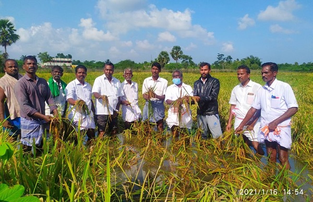 கீழையூா் ஒன்றியத்தில் மழை பாதித்த வயல்களை பாா்வையிட்டாா் எம்.பி.