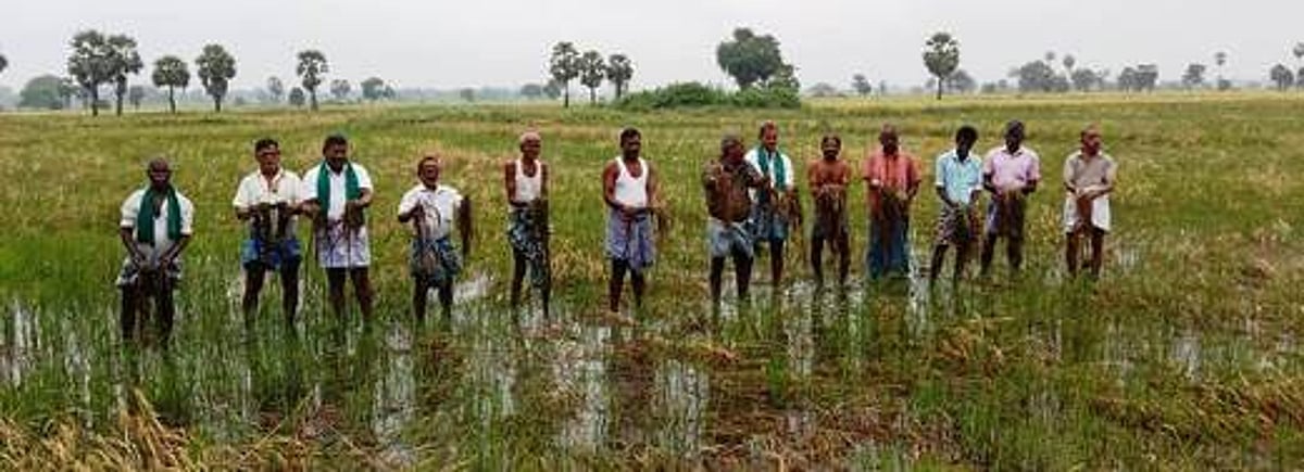 மழை பாதிப்பு: நிவாரணம் கோரி விவசாயிகள் போராட்டம்