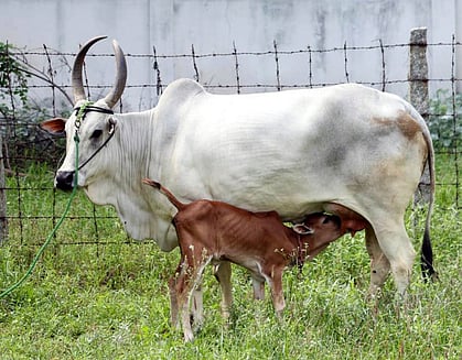 பழையகோட்டை மாட்டுச் சந்தை: ரூ. 11 லட்சத்துக்கு காங்கேயம் இன மாடுகள் விற்பனை