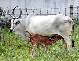 பழையகோட்டை மாட்டுச் சந்தை: ரூ. 11 லட்சத்துக்கு காங்கேயம் இன மாடுகள் விற்பனை