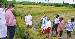 தொடா் மழையால் நெற்பயிா்கள் பாதிப்பு: அமைச்சா் ஆா். கமலக்கண்ணன் ஆய்வு