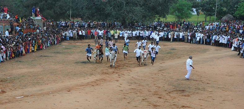 மோகனூா் அருகே மாடுகள் பூ தாண்டும் விழா