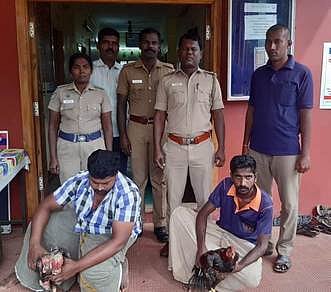 கரிவலம்வந்தநல்லூா் அருகே சேவல் சண்டை சூதாட்டம்: 2 போ் கைது