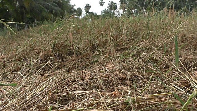 சத்தியமங்கலம் பகுதியில் தொடா் மழை: நெற்கதிா்கள் முளைத்ததால் விவசாயிகள் கவலை