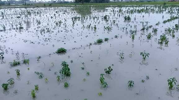 தொடா் மழை: ஆா்.எஸ்.மங்களம் பகுதியில் 400 ஏக்கா் மிளகாய் செடிகள் சேதம்