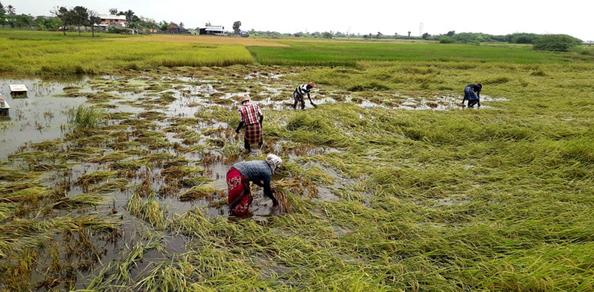 34 ஆண்டுகளுக்குப் பிறகு பொங்கல் தருணத்தில் பாதிப்பை ஏற்படுத்திய கனமழை