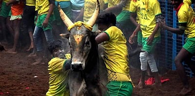 ஜல்லிக்கட்டுப் போட்டியில் பாதுகாப்பு அம்சங்கள்: நடிகர் அரவிந்த் சாமி கோரிக்கை