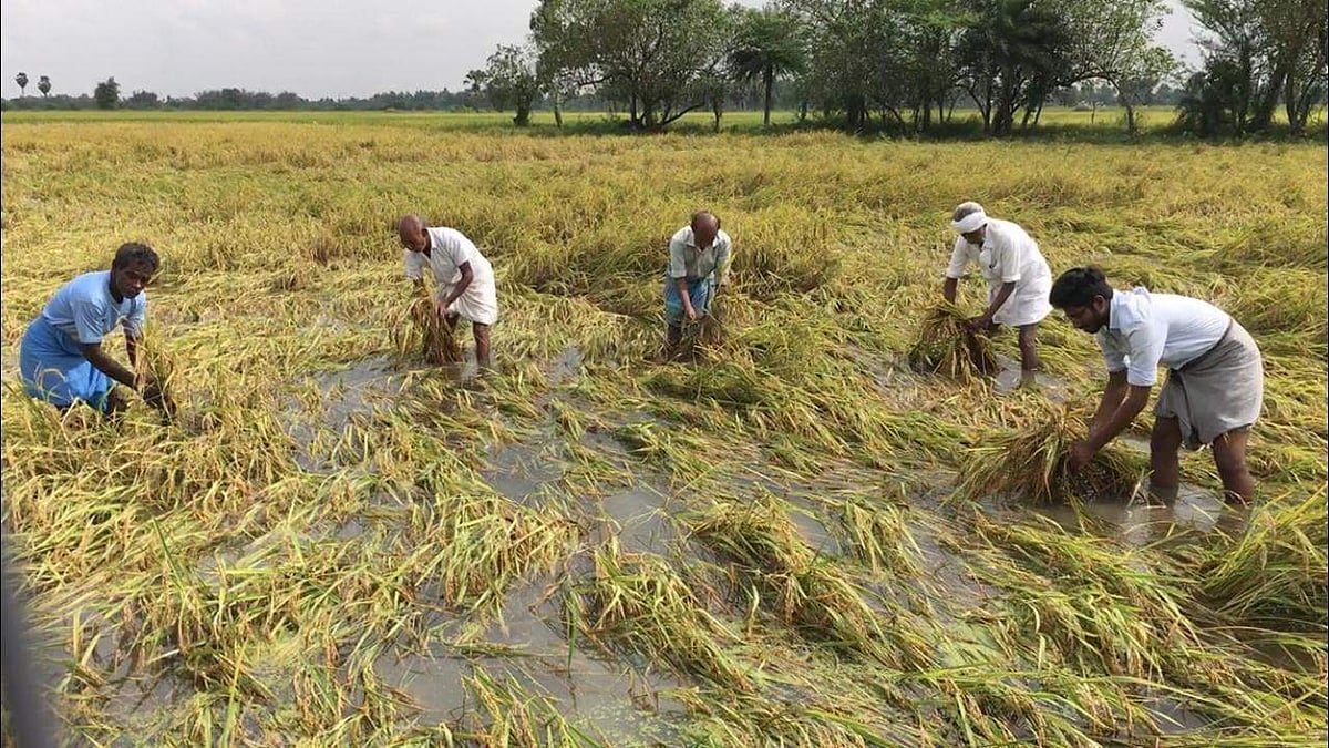 மழை நீரில் மூழ்கியுள்ள நெல் பயிர்களைக் காப்பாற்றும் முயற்சியில் விவசாயிகள்