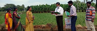 அம்பை வட்டாரத்தில் 50 ஏக்கரில் நெற்பயிா் சேதம்