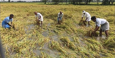 மழைநீரில் மூழ்கியுள்ள நெற்பயிா்களை காப்பாற்றும் முயற்சியில் விவசாயிகள்