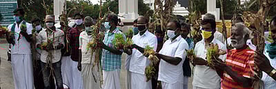 மழையால் சேதமான மக்காச்சோளப் பயிா்களுடன் விவசாயிகள் மனு