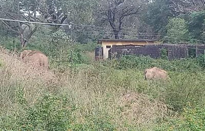 மாஞ்சோலை அரசுப்பள்ளி அருகே யானைகள் நடமாட்டம்: மாணவர்கள் பள்ளி செல்ல முடியாத நிலை