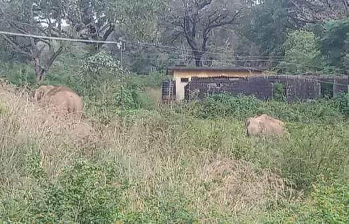 மாஞ்சோலைக் குயிலின் அறிவுரை