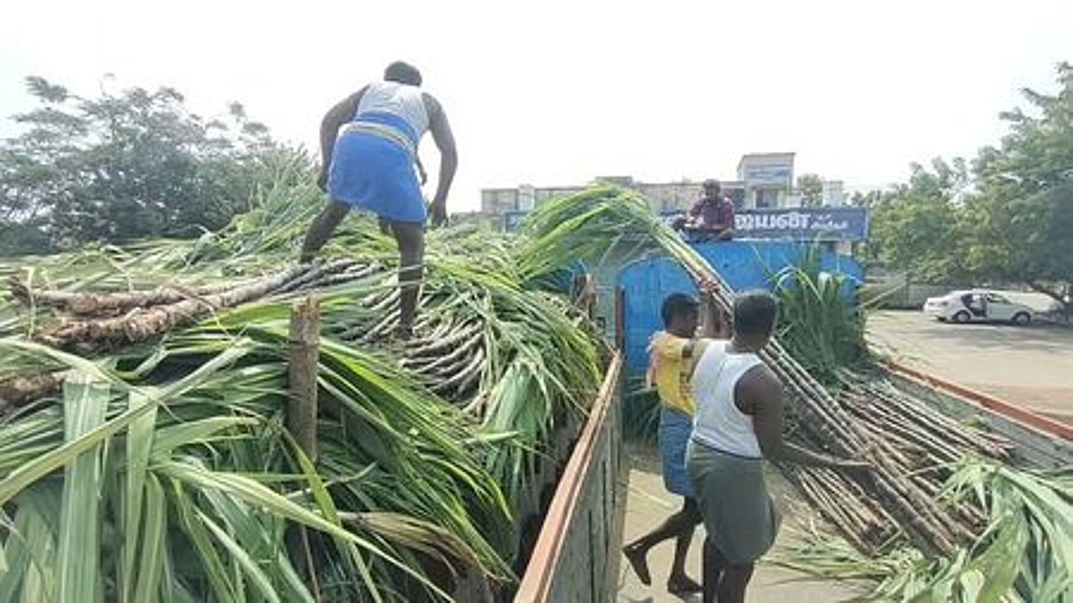 குடும்ப அட்டைதாரா்களுக்குப் பொங்கல் பரிசு வழங்குவதற்கான கரும்புகள் கொள்முதல்