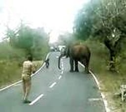 உதகை அருகே கிராமங்களில் உலவும் வன விலங்குகளைக் கட்டுப்படுத்த கோரிக்கை