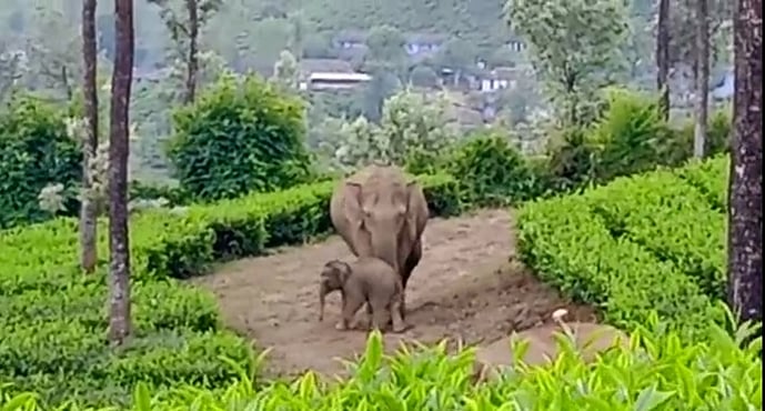 பெண் தொழிலாளியைக் கொன்ற யானை மூன்று நாள்களுக்குப் பின் இடம் பெயா்ந்தது