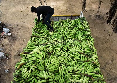 நெல்லை மாவட்டத்தில் வாழை விலை வீழ்ச்சி; விவசாயிகள் கவலை!
