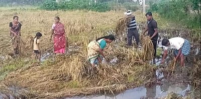 அழுகிய சம்பா பயிர்களைக் குடும்பத்தினருடன் அகற்றும் விவசாயிகள்