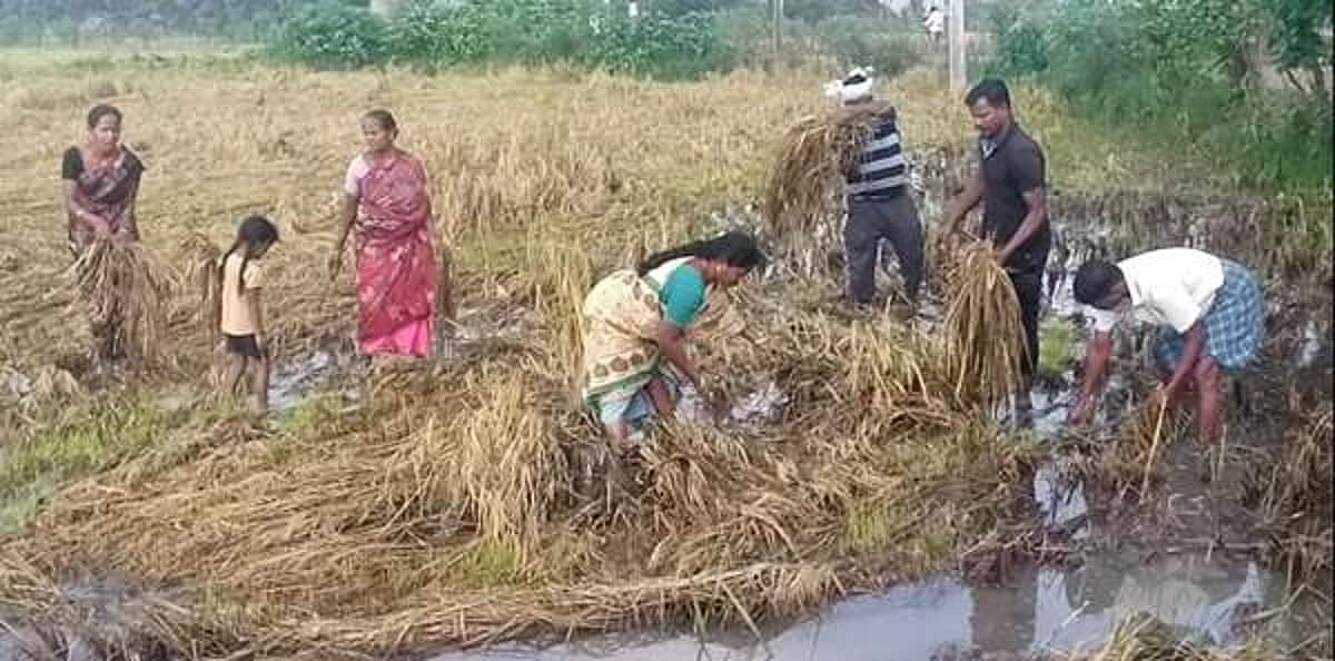 அழுகிய சம்பா பயிர்களைக் குடும்பத்தினருடன் அகற்றும் விவசாயிகள்