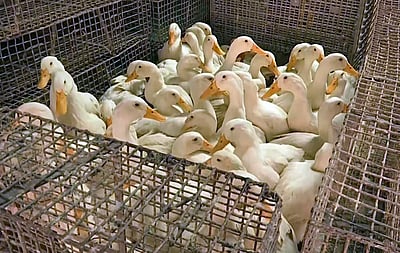 தில்லியில் பறவைக் காய்ச்சல் 50% குறைந்துள்ளது: சுகாதாரத்துறை