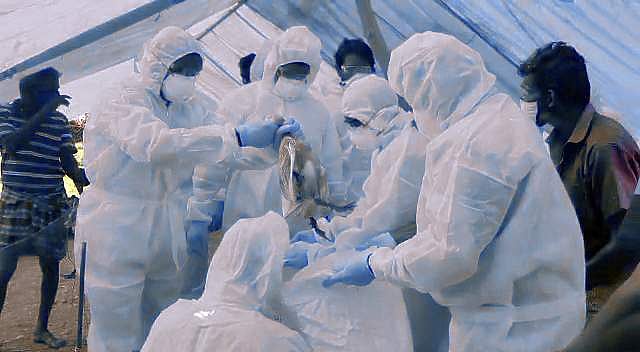 கேரளத்தில் பறவைக் காய்ச்சல், ஆப்பிரிக்க பன்றிக் காய்ச்சல்! தமிழக எல்லைகளில் தீவிரக் கண்காணிப்பு!