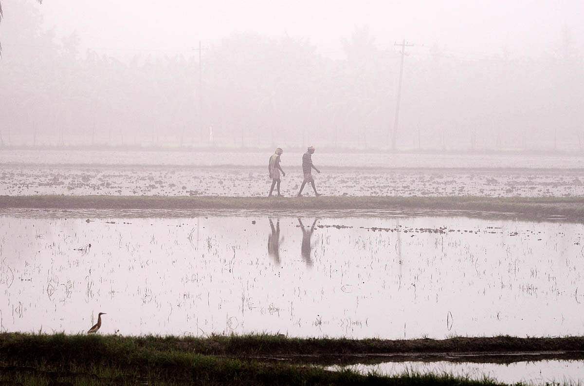 காலை நேரத்தில் தென்படும் பனி மூட்டத்திற்கு இடையே நடந்து செல்லும் விவசாயிகள். பனிப்பொழிவு அதிகரித்துள்ளதால் வயல் வெளிகளில் சூழ்ந்த அடர் பனி. இடம்: பூந்தமல்லி, சென்னை.