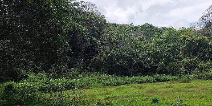 வனதேவதை வழங்கும் பரிசு!