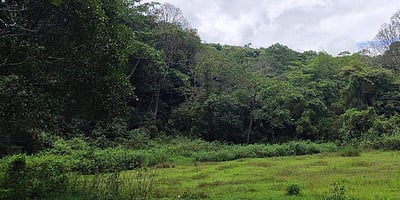 ஸ்ரீவில்லிபுத்தூர் மேற்குத் தொடர்ச்சி மலைப்பகுதிகளில் வனவிலங்குகள் கணக்கெடுப்பு பணி நாளை தொடக்கம்