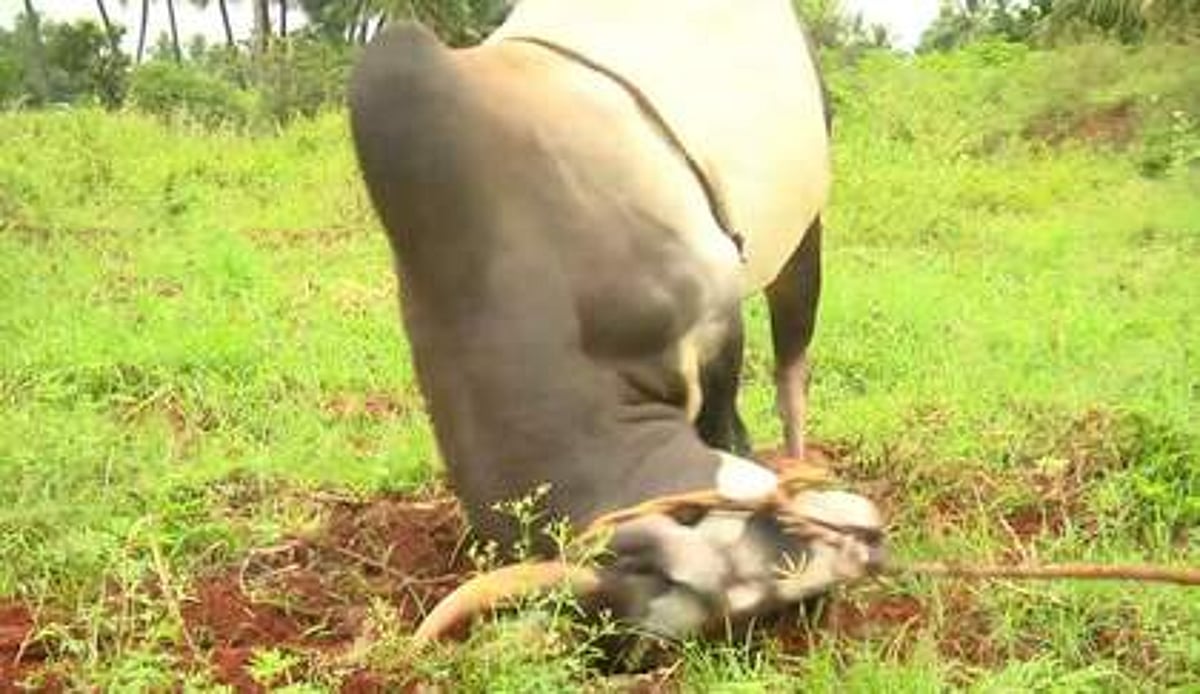 அலங்காநத்தம் ஜல்லிக்கட்டு: தயாராகும் முரட்டுக் காளைகள்!
