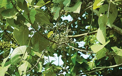 மரங்களின் வரங்கள்!: பழங்குடிகளின் நண்பன்- புன்னாக மரம்