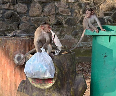 உணவுக்காக ஏங்கும் குரங்குகள் - புகைப்படங்கள்