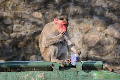 உ.பி.: ரூ.20 லட்சம் நகைகள் அடங்கிய பக்தரின் பையை பறித்துச் சென்ற குரங்கு ! 