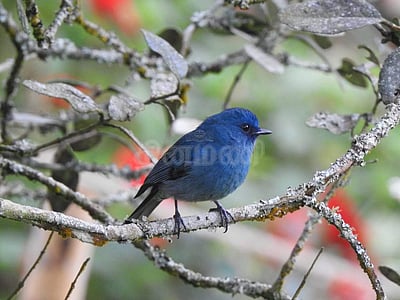 நீலகிரியில் தொடங்கியது பறவைகளின் உள்ளூர் வலசை