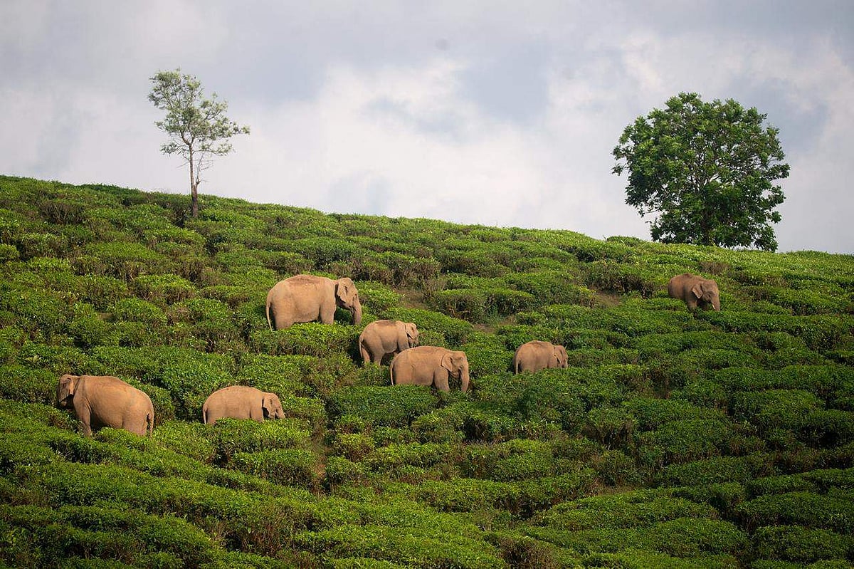 கொலைகாரர்களிடமிருந்து காக்கப்பட வேண்டிய யானைகள்