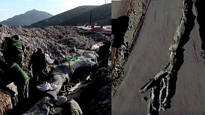 கிரீஸில் 2 கோடி ஆண்டுகள் பழமையான புதைபடிவ மரம் கண்டுபிடிப்பு