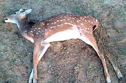 நாய்கள் கடித்து 2 மான்கள் உயிரிழப்பு