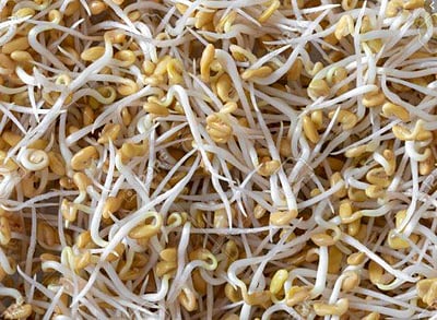 முளைகட்டிய வெந்தயம் சாப்பிடுவதால் கிடைக்கும் நன்மைகள்!