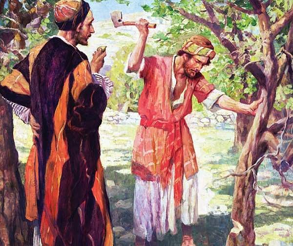 பழுக்காத மரத்துக்கும் பாதுகாப்பு!