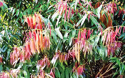 மரங்களின் வரங்கள்!: அழகு மரம் - சிறுநாகப்பூ மரம்!