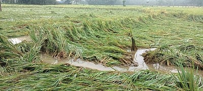 பருவம் தவறிய மழையால் சாய்ந்த சம்பா பயிா்கள்