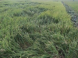 மேலூா், அழகா்கோவில் சுற்றுவட்டாரத்தில் மீண்டும் அடைமழை: நெற்பயிா்கள் பாதிப்பு