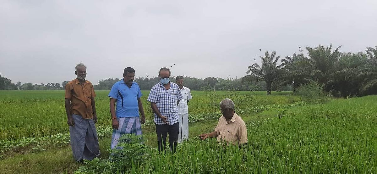 புதிய சம்பா ரக விதை நெல் ரகம் விரைவில் அறிமுகம்: வேளாண் விஞ்ஞானிகள்