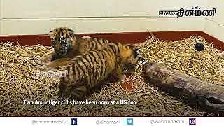20 ஆண்டுகளில் முதல் முறையாக ஓஹையோ உயிரியல் பூங்காவில் பிறந்துள்ள அமுர் புலி குட்டிகள்  