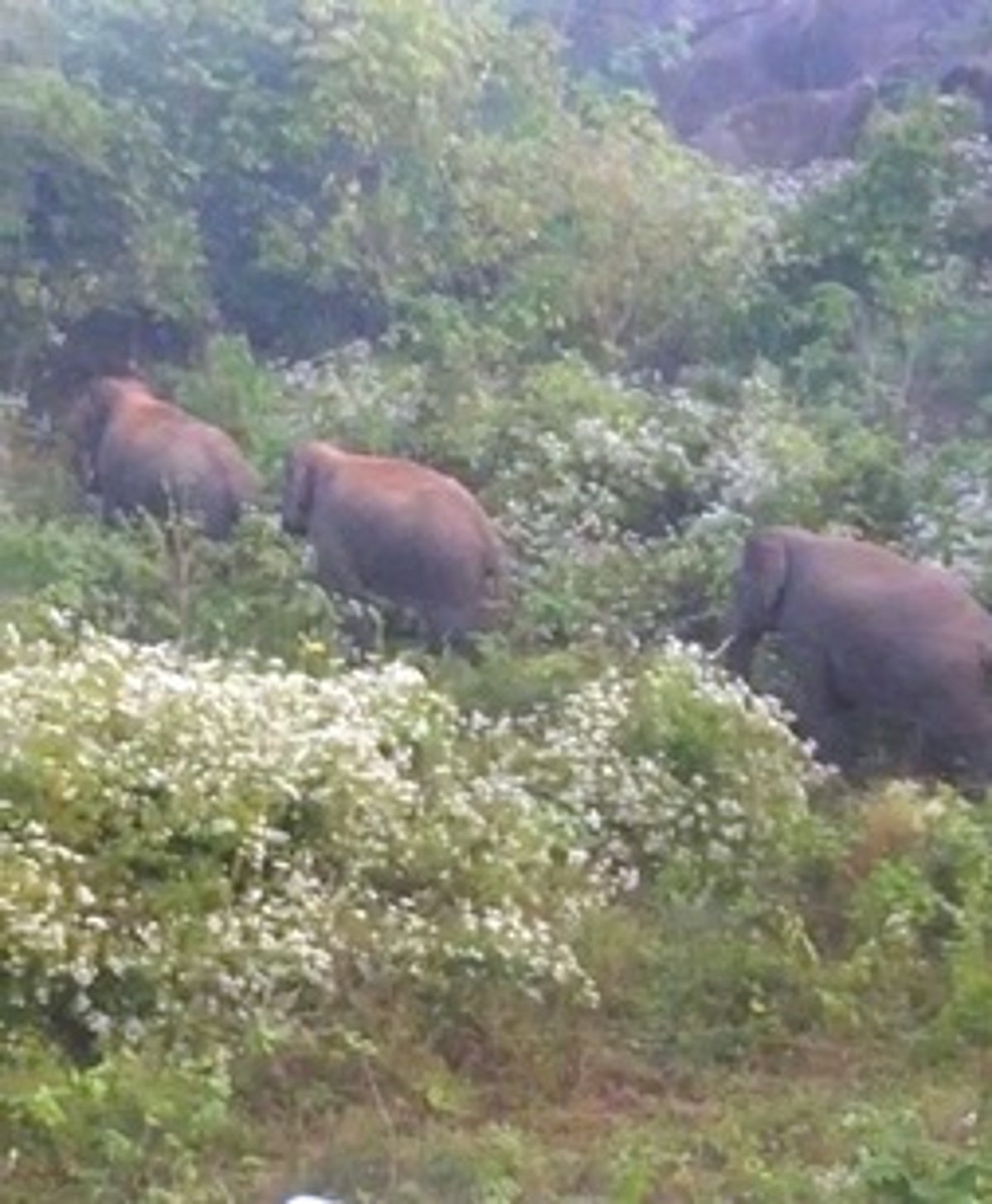 தெங்கால் கிராமத்துக்குள் நுழைந்த யானைகள்: ஆந்திர வனப் பகுதிக்குள் விரட்டப்பட்டன