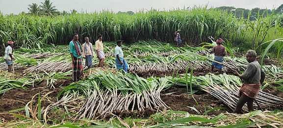 பொங்கல் பரிசுத் தொகுப்பு: கரும்பு நேரடி கொள்முதல்; தமிழக அரசின் முடிவால் விவசாயிகள் மகிழ்ச்சி