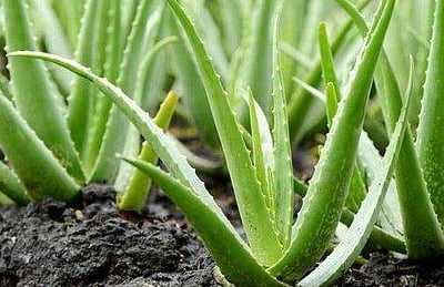 சருமப் பிரச்னைகளுக்கு சிறந்த தீர்வு கற்றாழை!