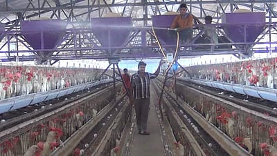 பறவைக் காய்ச்சல்: நாமக்கல் கோழிப் பண்ணைகளில் மருந்து தெளிக்கும் பணி தீவிரம்  