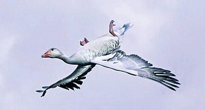 இணைய வெளியினிலே...