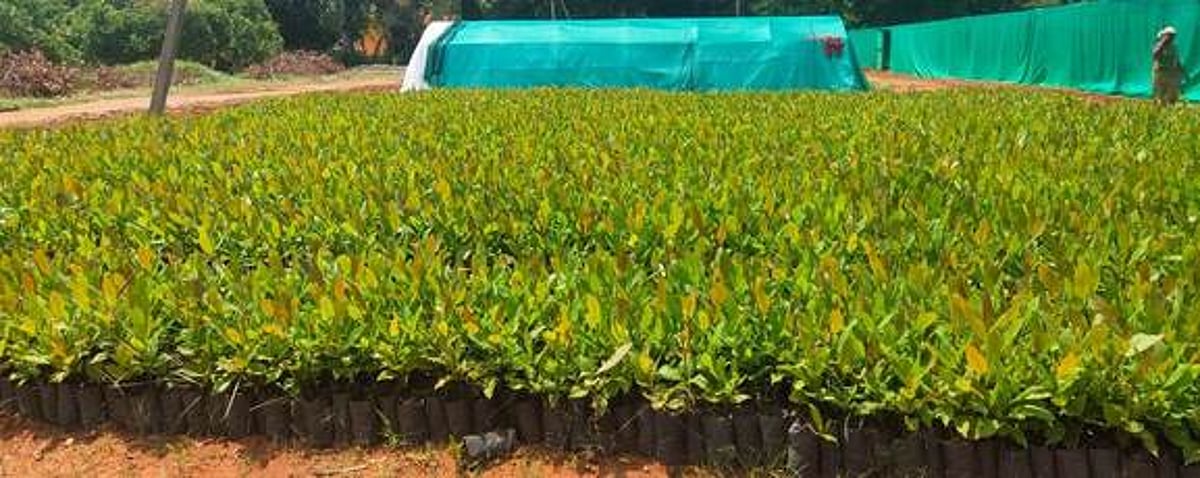 அரசு தோட்டக்கலைப் பண்ணையில் முந்திரிக் கன்றுகள் விற்பனை